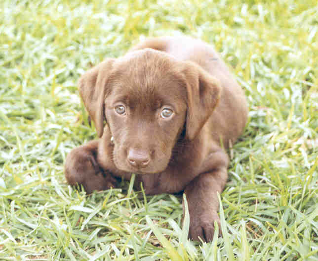 A Picture of Savannah at 6 Weeks